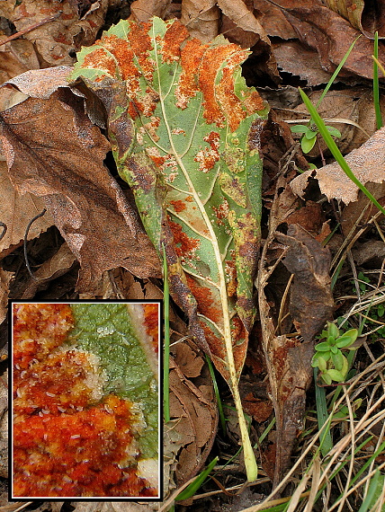 hrdza Puccinia sp.