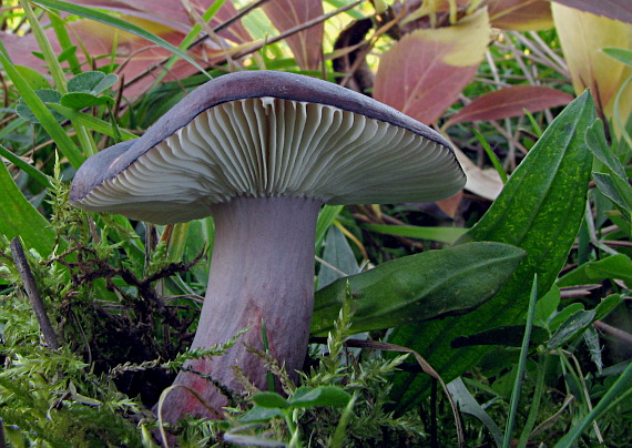 plávka zavalitá Russula torulosa Bres.