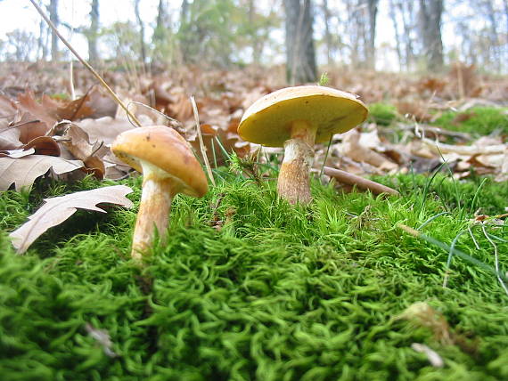 masliak smrekovcový Suillus grevillei (Klotzsch) Singer