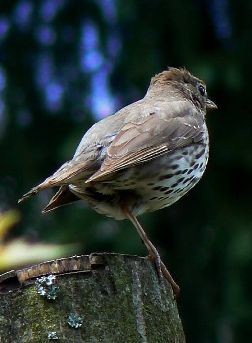 drozd plavý  Turdus philomelos