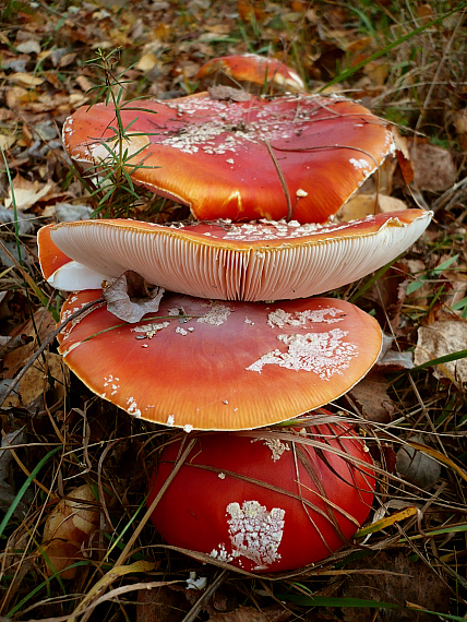 muchotrávka červená Amanita muscaria (L.) Lam.