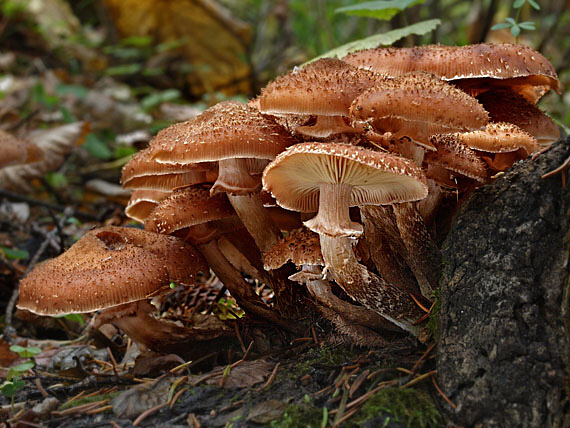 podpňovka tmavá Armillaria ostoyae (Romagn.) Herink