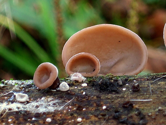 uchovec bazový Auricularia auricula-judae (Bull.) Quél.