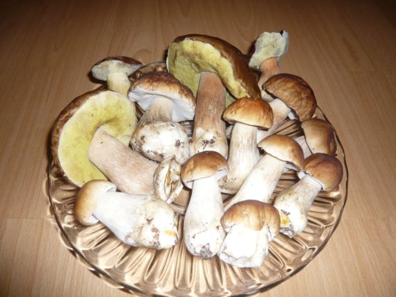 hribyky smrekove Boletus edulis Bull.