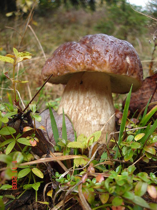 hríb smrekový Boletus edulis Bull.