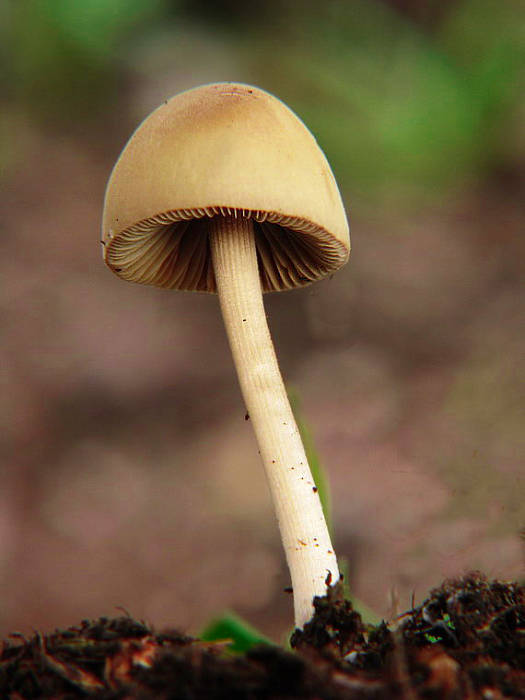 kapucňovec Conocybe sp.