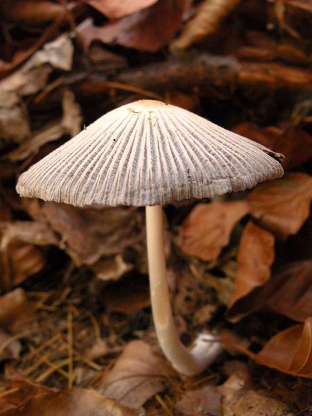 hnojník zriasený Coprinellus impatiens (Fr.) J.E. Lange