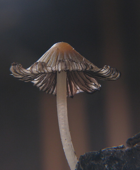 hnojník Coprinus sp.