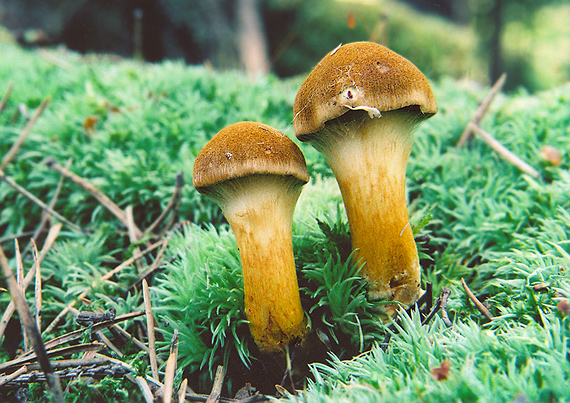 pavučinovec krvavolupeňový Cortinarius semisanguineus (Fr.) Gillet