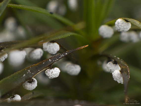 slizovka Didymium sp.