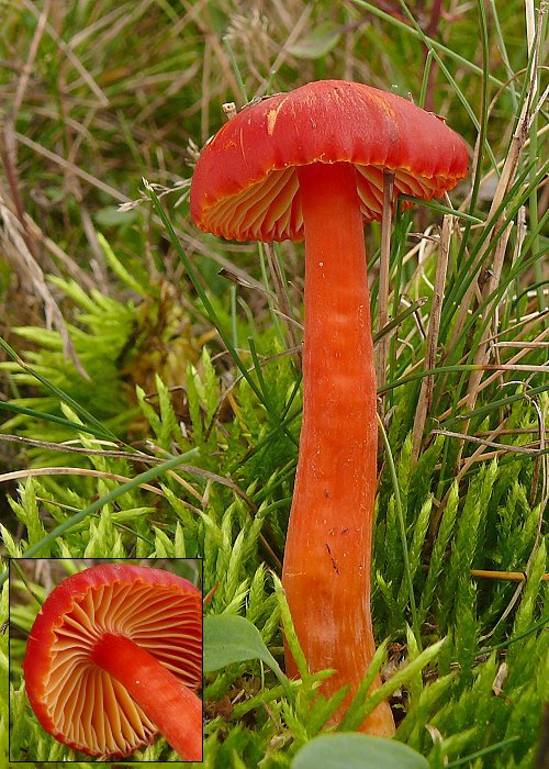 lúčnica šarlátová Hygrocybe coccinea (Schaeff.) P. Kumm.