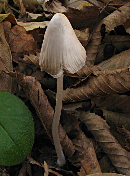 prilbička ryhovaná Mycena polygramma (Bull.) Gray