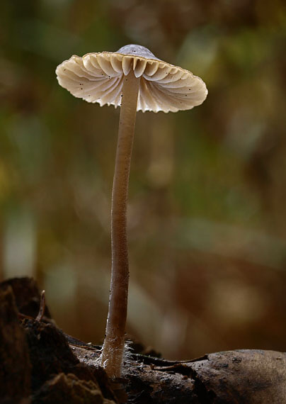 prilbička Mycena sp.