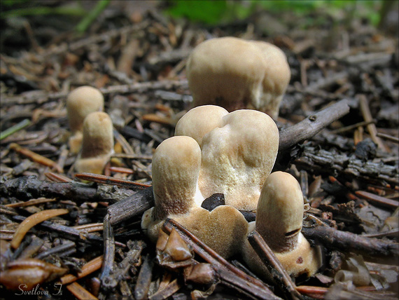 plstnačka obyčajná Onnia tomentosa (Fr.) P. Karst.