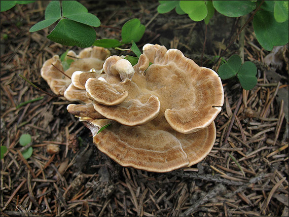 plstnačka obyčajná Onnia tomentosa (Fr.) P. Karst.