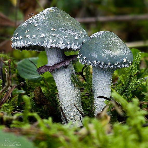 golierovka Stropharia sp.