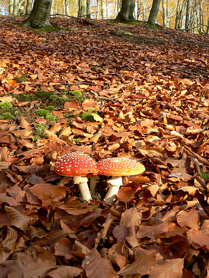 muchotrávka červená Amanita muscaria (L.) Lam.