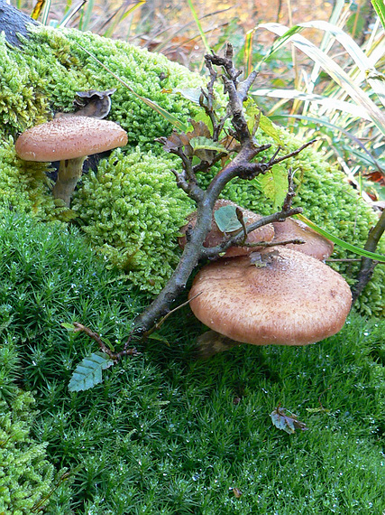 podpňovka Armillaria sp.