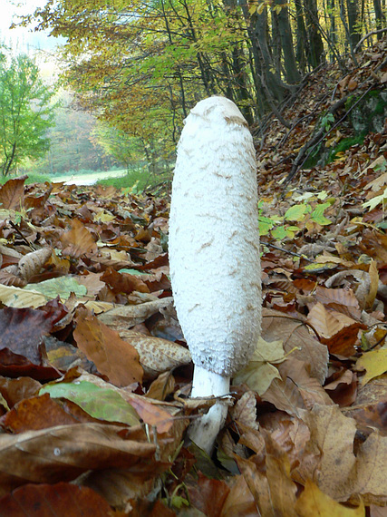 hnojník obyčajný Coprinus comatus (O.F. Müll.) Pers.