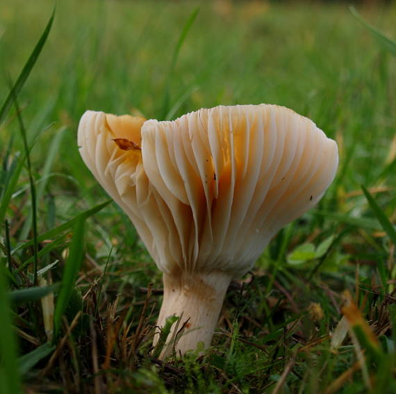 lúčnica statná Cuphophyllus pratensis (Fr.) Bon