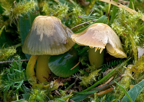 lúčnica žltozelená Gliophorus psittacinus (Schaeff.) Herink