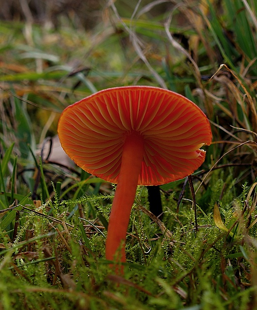 lúčnica  Hygrocybe sp.