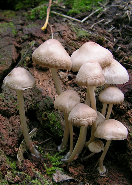 prilbička ružovolupeňová  Mycena galericulata (Scop.) Gray