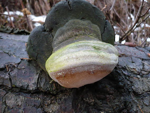 ohňovec Phellinus sp.