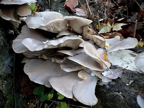 hliva ustricovitá Pleurotus ostreatus (Jacq.) P. Kumm.