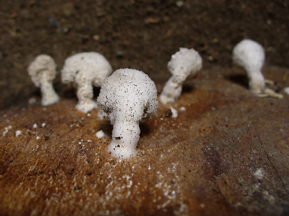 klanolupeňovka obyčajná - hlúbiková Schizophyllum commune Fr.