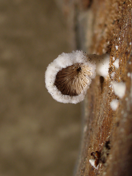 klanolupeňovka obyčajná - hlúbiková Schizophyllum commune Fr.