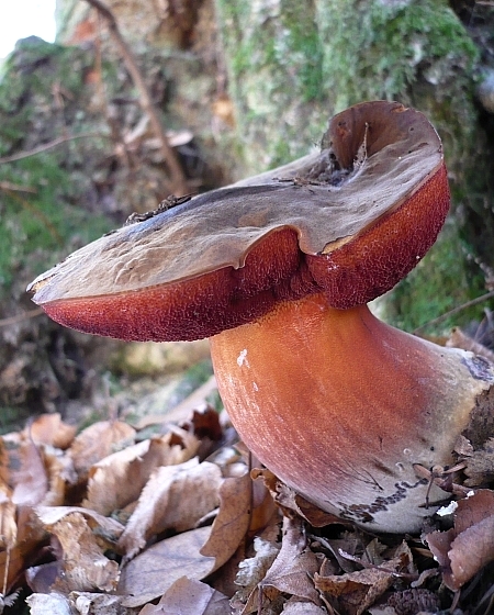 hríb zrnitohlúbikový Sutorius luridiformis (Rostk.) G. Wu & Zhu L. Yang