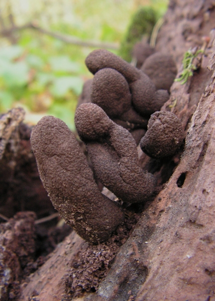 drevnatec kyjakovitý Xylaria polymorpha (Pers.) Grev.