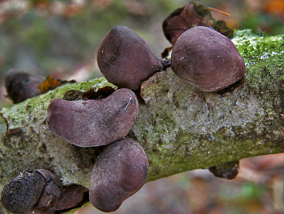 drevnatec Xylaria sp.