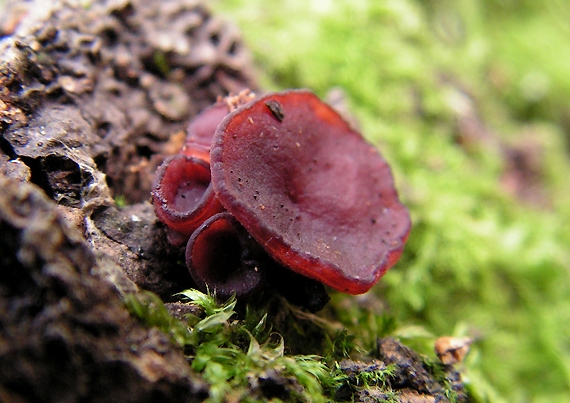 vrtidlovka Ascocoryne sp.