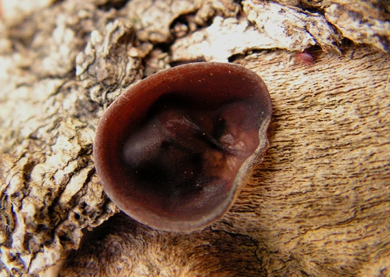 uchovec bazový Auricularia auricula-judae (Bull.) Quél.