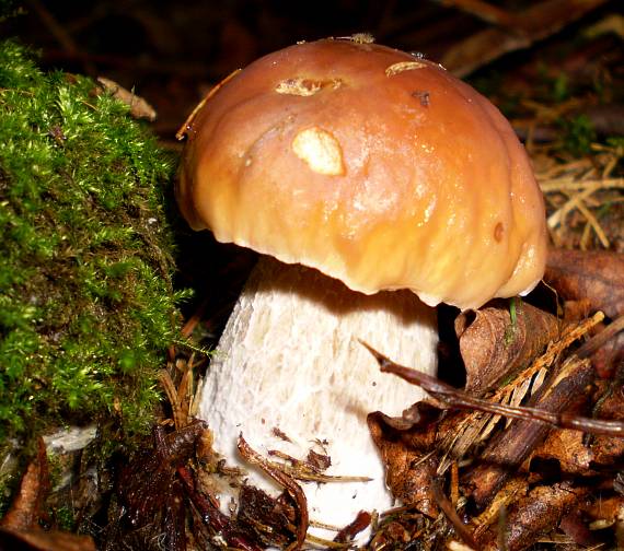 hríb smrekový Boletus edulis Bull.