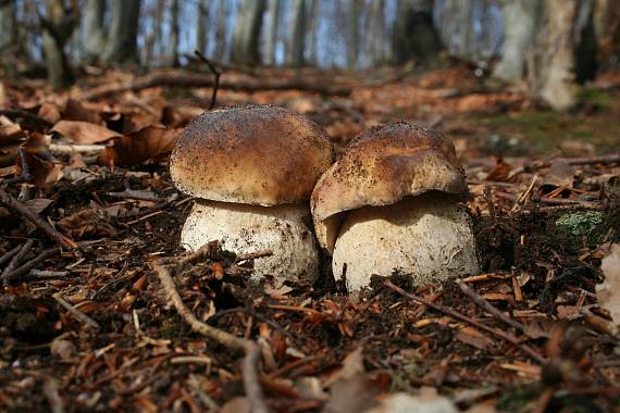 hríb smrekový Boletus edulis Bull.