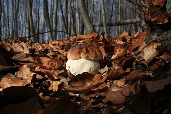 hríb smrekový Boletus edulis Bull.