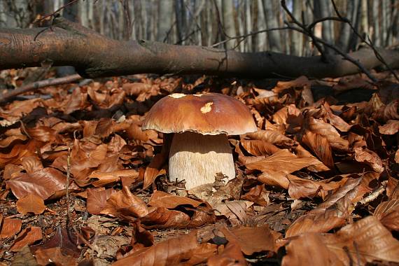 hríb smrekový Boletus edulis Bull.