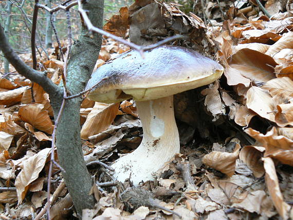 hríb smrekový Boletus edulis Bull.