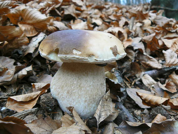 hríb smrekový Boletus edulis Bull.