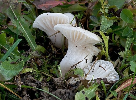 lúčnica snehobiela Cuphophyllus virgineus (Wulfen) Kovalenko