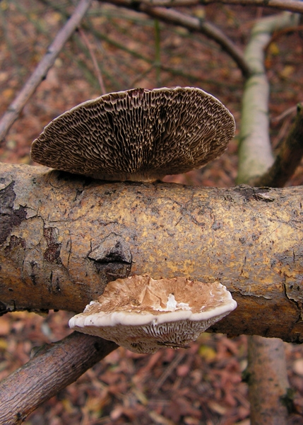 sieťkovček červenkastý Daedaleopsis confragosa (Bolton) J. Schröt.