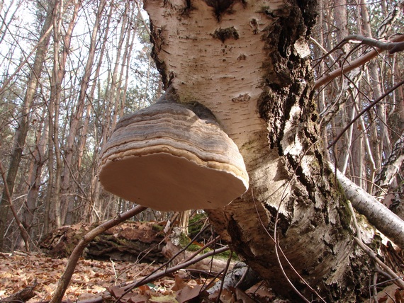 práchnovec kopytovitý Fomes fomentarius (L.) J.J. Kickx