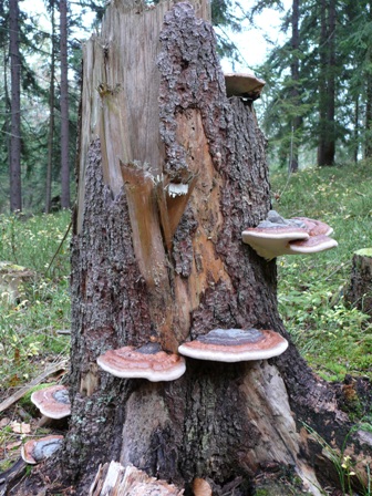 práchovček pásikavý Fomitopsis pinicola (Sw.) P. Karst.