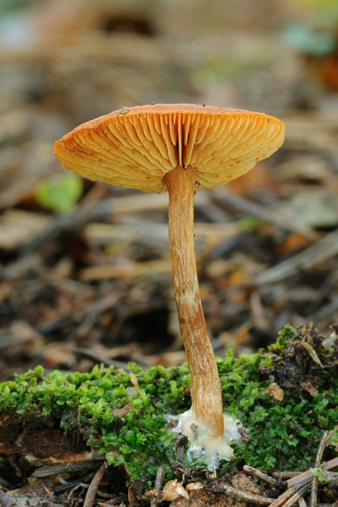 šupinovec nevoňavý Gymnopilus penetrans (Fr.) Murrill