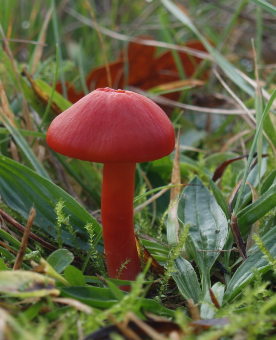 lúčnica Hygrocybe sp.