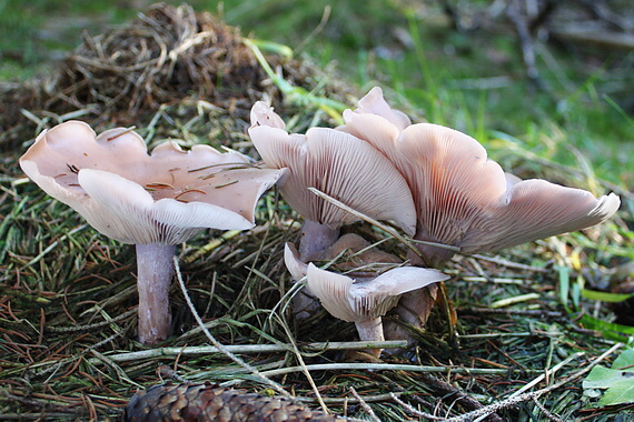 pôvabnica ružovkastá Lepista sordida (Schumach.) Singer