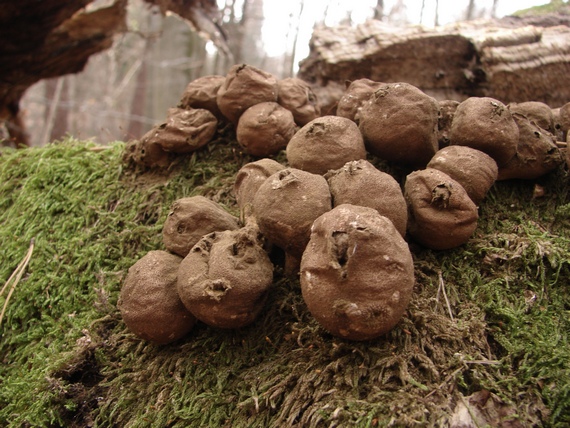 prášnica hruškovitá Lycoperdon pyriforme Schaeff.